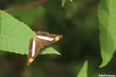 Adelpha iphicleola iphicleola