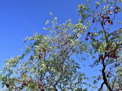 Lysiphyllum cunninghamii