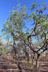 Lysiphyllum cunninghamii