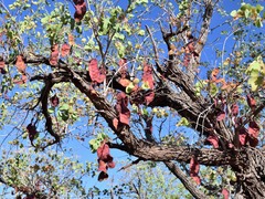 Lysiphyllum cunninghamii
