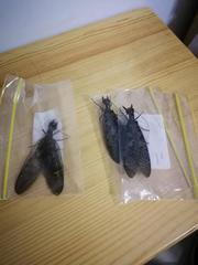 Acanthacorydalis orientalis