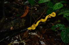Atheris squamigera