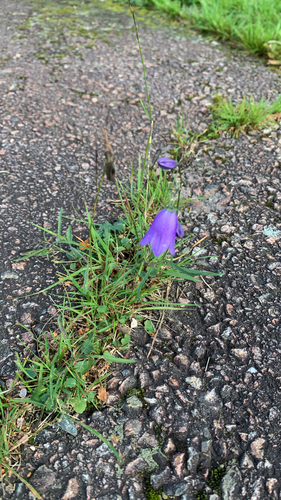 Common Harebell