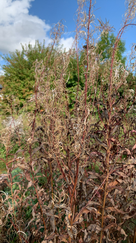 fireweed