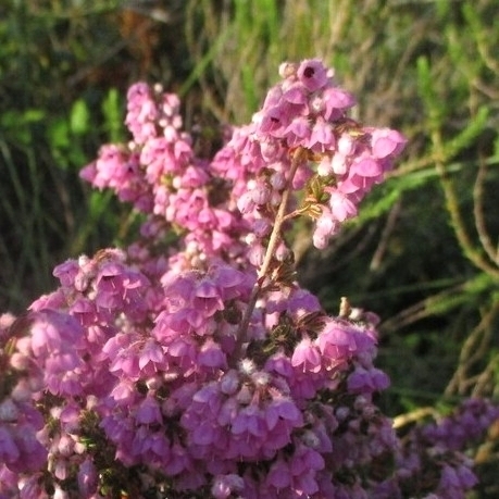 Suede Heath (Erica chamissonis)
