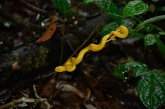 Atheris squamigera