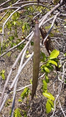 Strophanthus