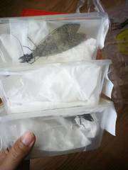 Acanthacorydalis orientalis