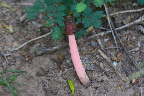 Devil's Stinkhorn