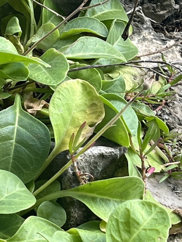 Nicotiana fragrans observed 2025-09-12