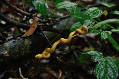 Atheris squamigera