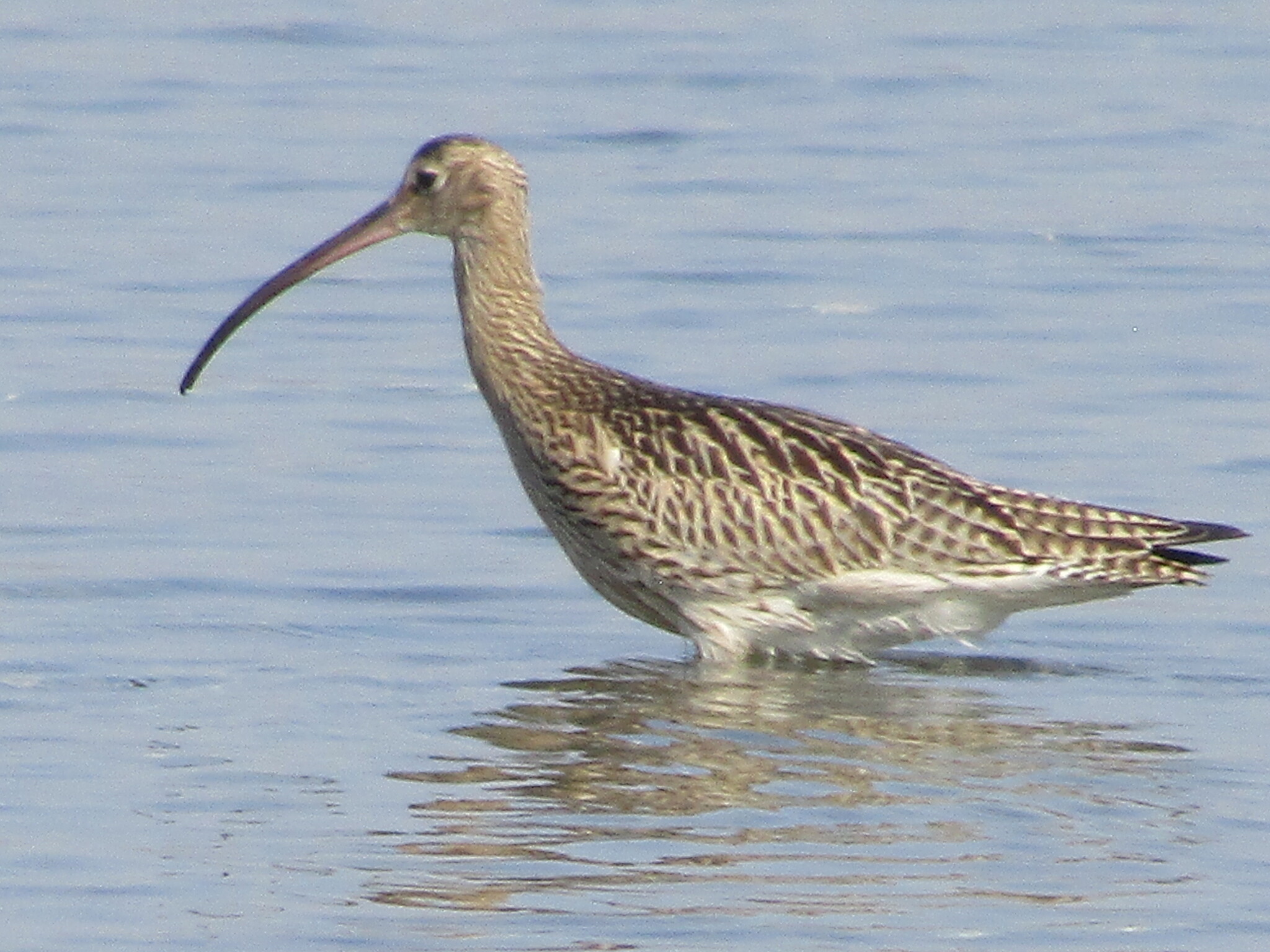 Eurasian Curlew (Numenius arquata)