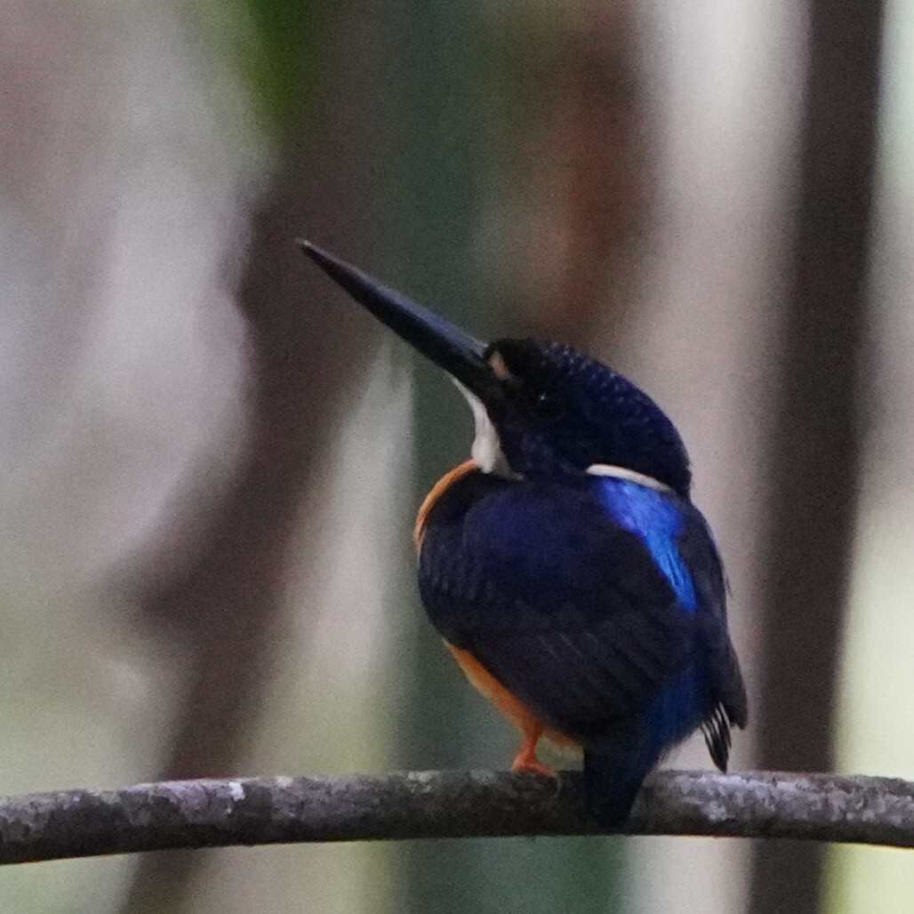 Papuan Dwarf Kingfisher (Ceyx solitarius), photo 2