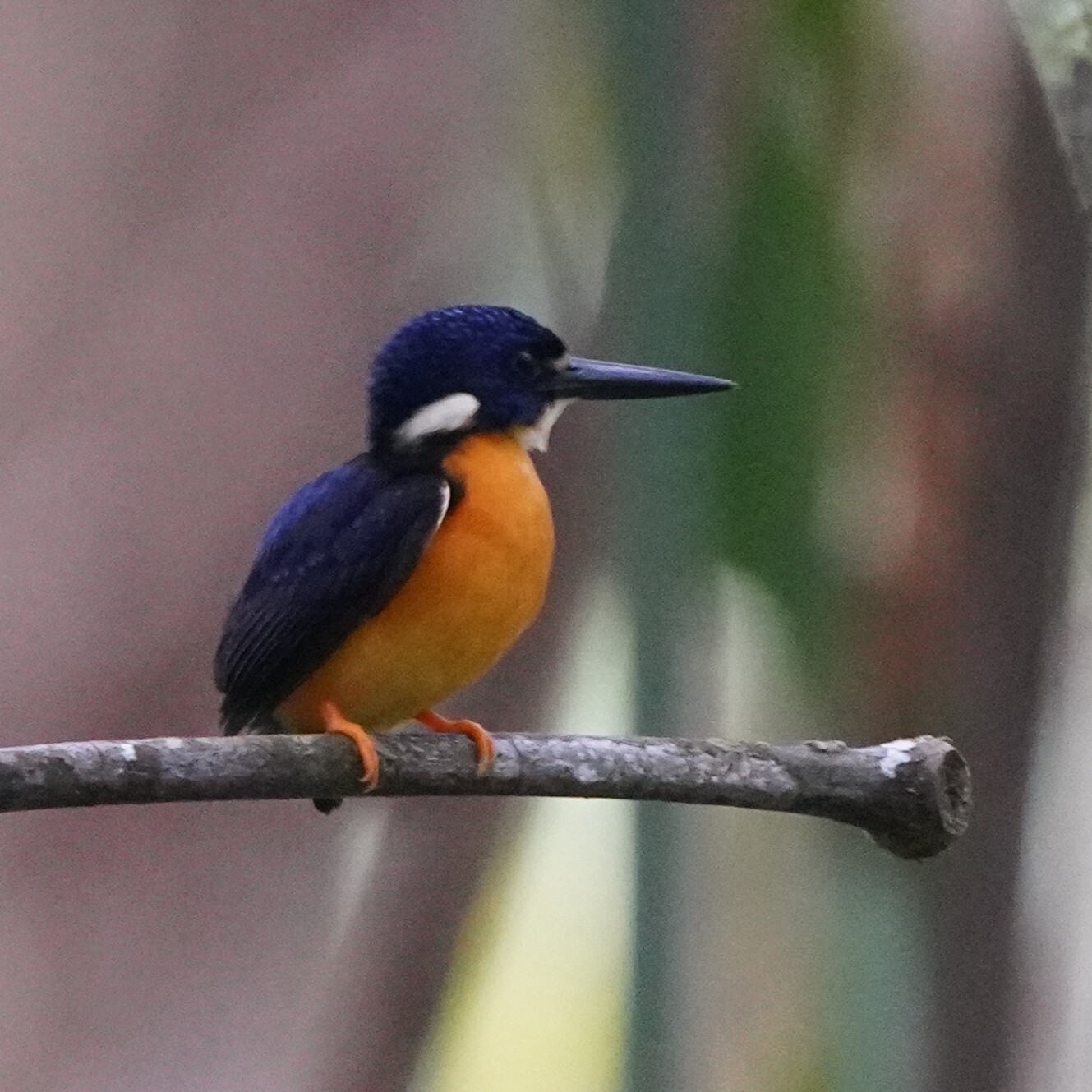Papuan Dwarf Kingfisher (Ceyx solitarius), photo 1