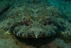 Papilloculiceps longiceps