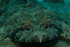 Papilloculiceps longiceps