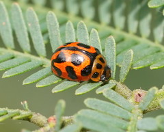 Peltoschema oceanicum