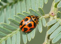 Peltoschema oceanicum