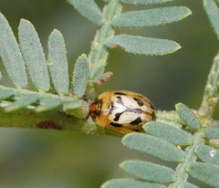 Peltoschema hamadryas