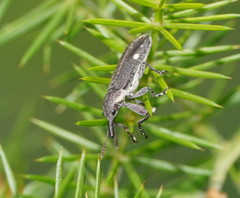 Rhinotia bimaculata