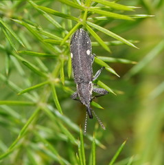 Rhinotia bimaculata