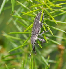 Rhinotia bimaculata