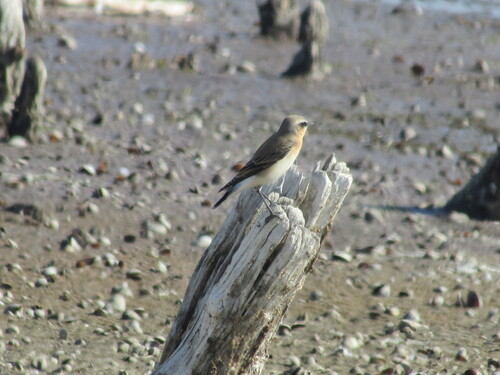 Northern Wheatear (Oenanthe oenanthe), photo 6