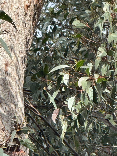 Eucalyptus sphaerocarpa observed 2025-09-01