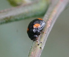 Peltoschema tetraspilotum