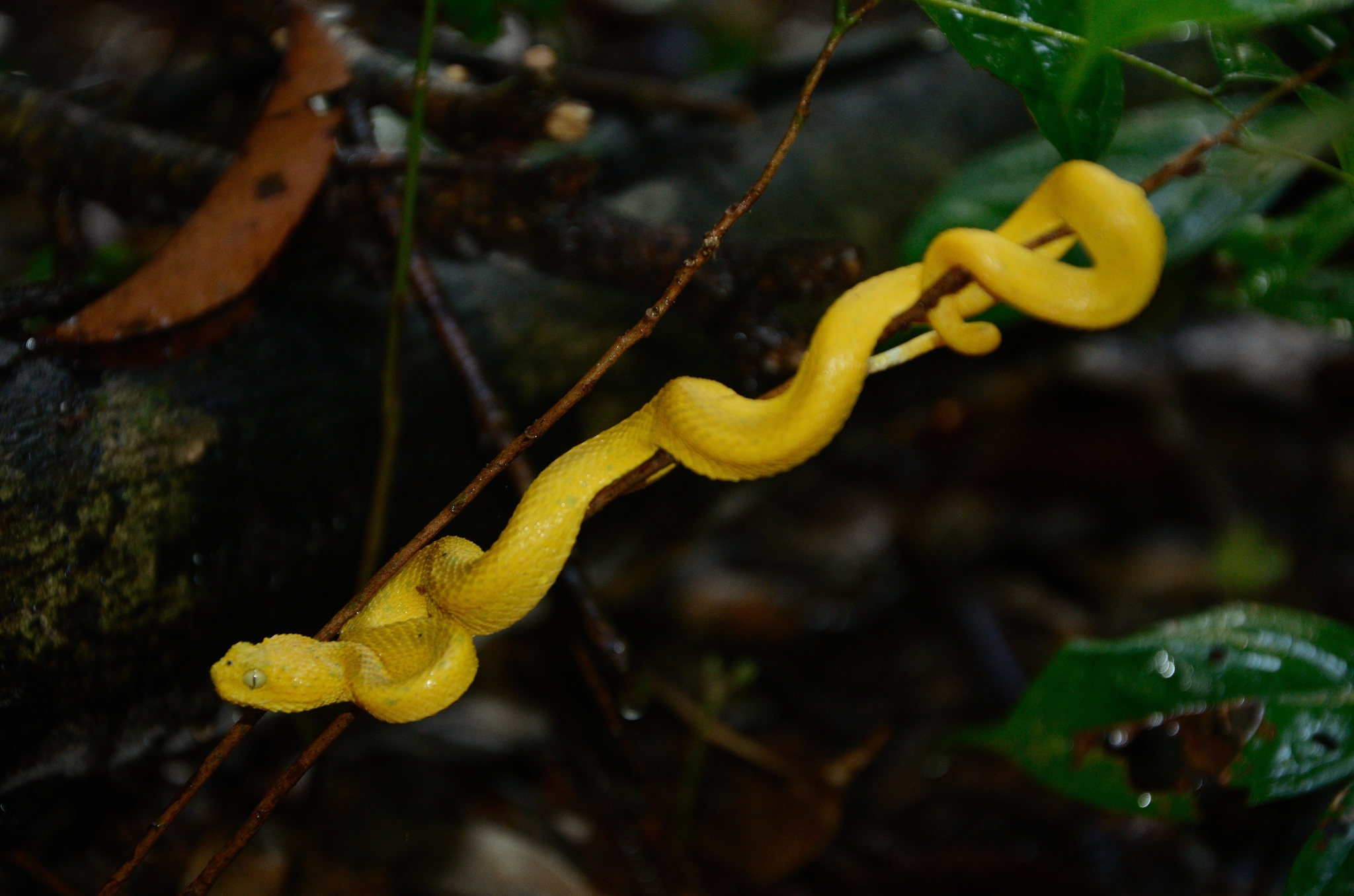 African Bush Viper Atheris Squamigera Coiled Around A Tree Branch Native To  Masai Mara Kenya Africa Controlled Situation High-Res Stock Photo - Getty  Images