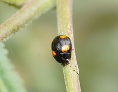 Peltoschema tetraspilotum