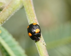 Peltoschema tetraspilotum