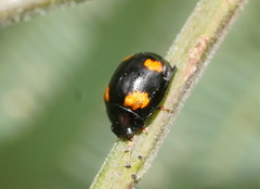 Peltoschema tetraspilotum