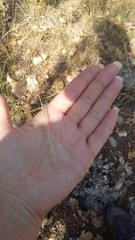 Achnatherum bromoides
