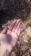 Achnatherum bromoides
