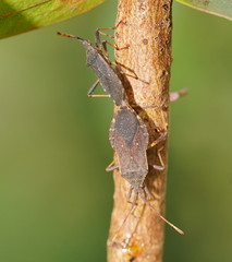 Gelonus tasmanicus