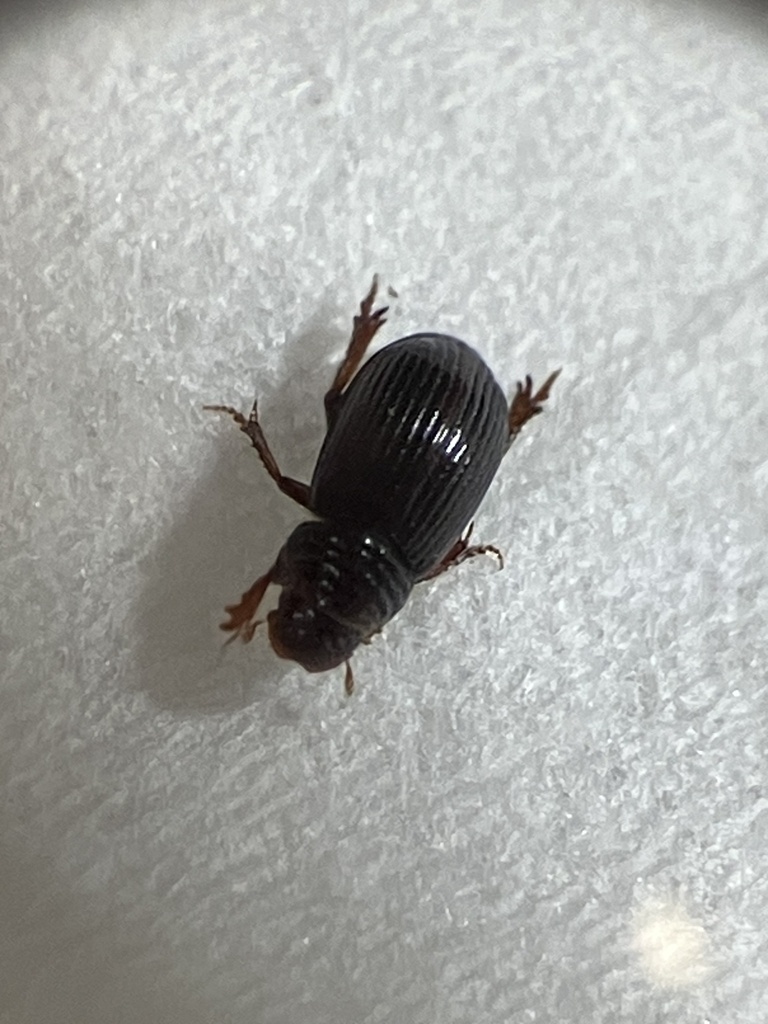 Psammodius convexus
