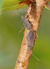 Gelonus tasmanicus