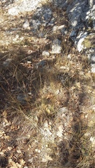 Achnatherum bromoides
