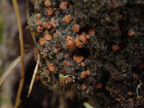 Pannaria subcrustacea · iNaturalist United Kingdom