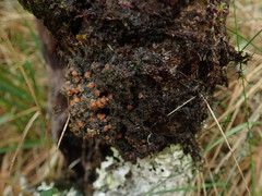 Pannaria subcrustacea