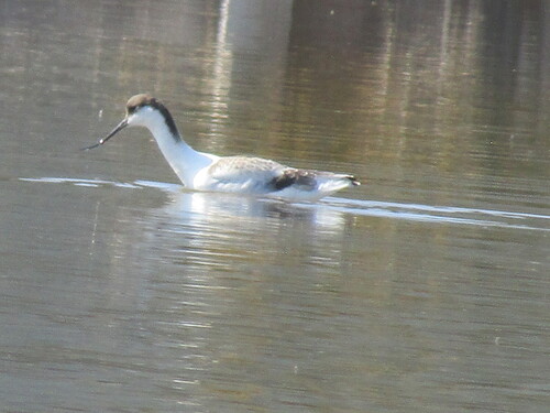 Avoceta común (Recurvirostra avosetta)