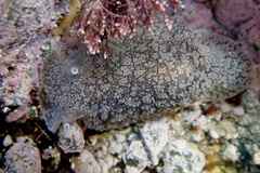 Pleurobranchaea maculata