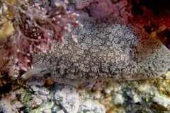 Pleurobranchaea maculata