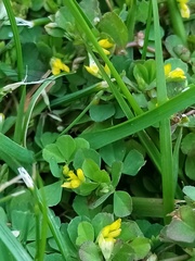 Trifolium micranthum