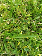 Trifolium micranthum