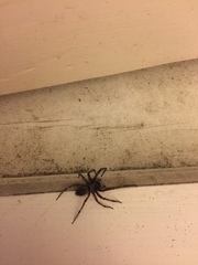 Arachnida