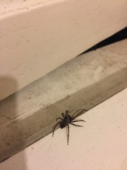 Arachnida