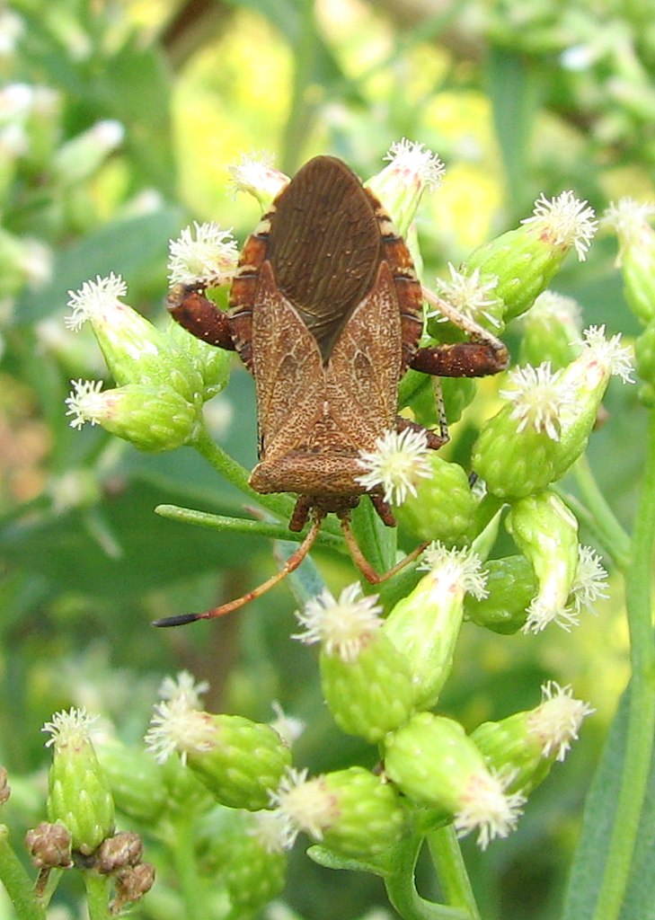 Euthochtha