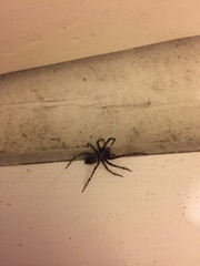 Arachnida
